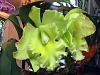 Beautiful1 of: Blc. Ports of Paradise 'Green Ching Hua' AM/AOS (Blc. Fortune ' Spllbo-paradise-2-jpg