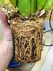 When to repot Miltassia Shelob 'Tolkien' ?-imageuploadedbytapatalk1402878319-411278-jpg