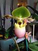 Paph. Pinocchio x sib-imageuploadedbytapatalk1404089151-183077-jpg