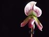 Paph.callosum-dscf3173-jpg