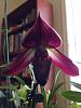 Paph. Odette's Vision-imageuploadedbytapatalk1406806980-785799-jpg