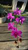 Dendrobium of my garden from Taiwan-neo04-jpg