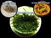 My resurrection plant-Selaginella lepidophylla-resurrection-plant-soak-grow-jpg