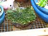 My resurrection plant-Selaginella lepidophylla-img_2034-jpg