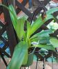 Paph. Lebaudyanum in bloom!-paph-lebaudyanum-spike-jpg