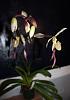 Paph. Lebaudyanum in bloom!-paph-lebaudyanum-blooms-buds-close-jpg