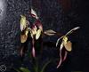 Paph. Lebaudyanum in bloom!-paph-lebaudyanum-blooms-buds-jpg