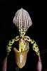 Paph. Lebaudyanum in bloom!-paph-lebaudyanum-1st-bloom-close-jpg