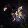 Paph. Lebaudyanum in bloom!-paph-lebaudyanum-2nd-bloom-wide-shot-jpg