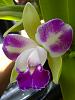 Blc. Yen Corona 'Green Genie'-da-kite-257-jpg