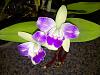 Blc. Yen Corona 'Green Genie'-stuff-005-jpg