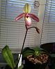 Opinions- what is the best pink paphiopedilum? Please share pictures!-pink-fred-paph-bloom-jpg