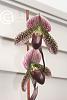 Opinions- what is the best pink paphiopedilum? Please share pictures!-paph-president-fred-double-blooms-jpg