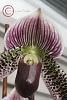 Opinions- what is the best pink paphiopedilum? Please share pictures!-paph-president-fred-refined-jpg