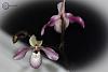 Opinions- what is the best pink paphiopedilum? Please share pictures!-paph-pink-fred-double-bloom-portrait-jpg