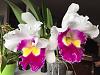 NoID Cattleya type-cattleya_december2014-jpg