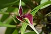 Bulbophyllum masdevalliaceum-pics-097-jpg