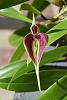 Bulbophyllum masdevalliaceum-pics-099-jpg