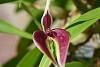 Bulbophyllum masdevalliaceum-pics-100-jpg