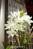 Dendrobium of my garden from Taiwan-neo1-jpg