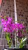 Dendrobium of my garden from Taiwan-neo01-jpg