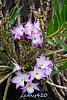 Dendrobium of my garden from Taiwan-neo1-jpg