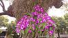 Dendrobium of my garden from Taiwan-neo5-jpg