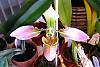 You can tell it's spring in Fla.-paph-hennisianum-appletonianum-jpg