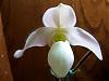 You can tell it's spring in Fla.-paph-deperle-var-album-jpg