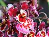 You can tell it's spring in Fla.-onc-malinan-orchids-jpg