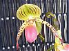 You can tell it's spring in Fla.-paph-vanguard-jpg