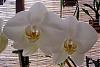 You can tell it's spring in Fla.-phal-symphony-white-jpg