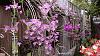 Dendrobium of my garden from Taiwan-neo21-jpg