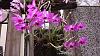 Dendrobium of my garden from Taiwan-neo20-jpg