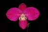 new Phrag Fritz Schomburg!-phragmipedium_0020_fritz_0020_schomburg-jpg