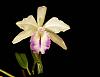 Some Blooming Stuff-digbyana-intermedia-lur_2683-jpg