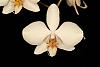 Some Blooming Stuff-leucorrhoda-lur_2555_02-jpg