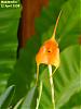 My first Masdevallia I've had bloom-dsc00375a-jpg