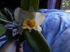 Pot. Psycho Bride?-psycho-bride-orchid-shelve-pics-001-1-jpg