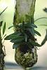 Question about mounting a bulbophyllum-img_0489-jpg