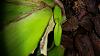 Oncidium sharry baby-uploadfromtaptalk1447970154362-jpg