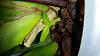 Oncidium sharry baby-uploadfromtaptalk1447970179955-jpg