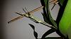 Oncidium sharry baby-uploadfromtaptalk1447970206592-jpg