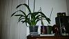 Oncidium sharry baby-uploadfromtaptalk1447970231995-jpg