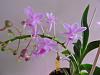 What's in bloom at Wintergirl's house-005-jpg