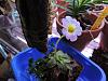 What's in bloom at Wintergirl's house-007-jpg