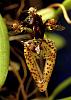 bulbophyllum lasiochilum and its pollinators-pollinator-jpg