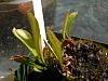 Sarracenia purpurea in bloom-dscn4887-jpg