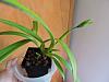 Repotting? Now what?-001-jpg