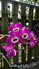 Dendrobium of my garden from Taiwan-neo107-jpg